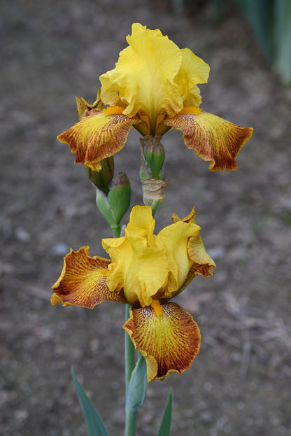 The flower Flaming Sun - Tall Bearded Iris (TB)