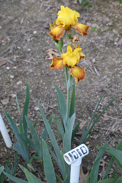 The flower Flaming Sun - Tall Bearded Iris (TB)