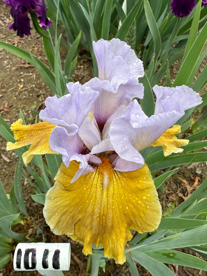 The flower Affaire - Tall Bearded Iris (TB)