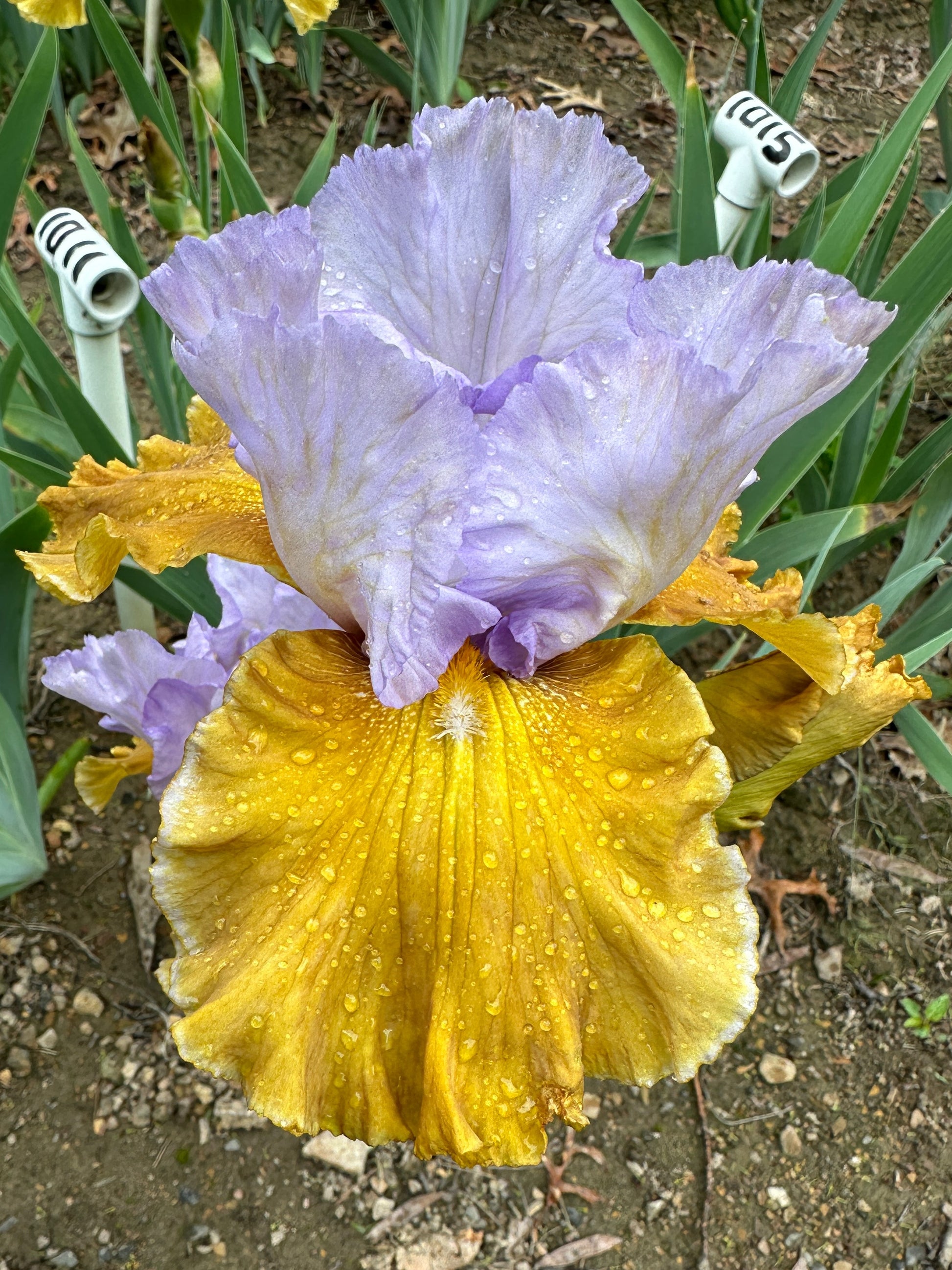 The flower Affaire - Tall Bearded Iris (TB)