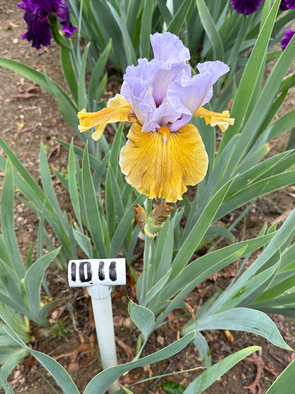 The flower Affaire - Tall Bearded Iris (TB)