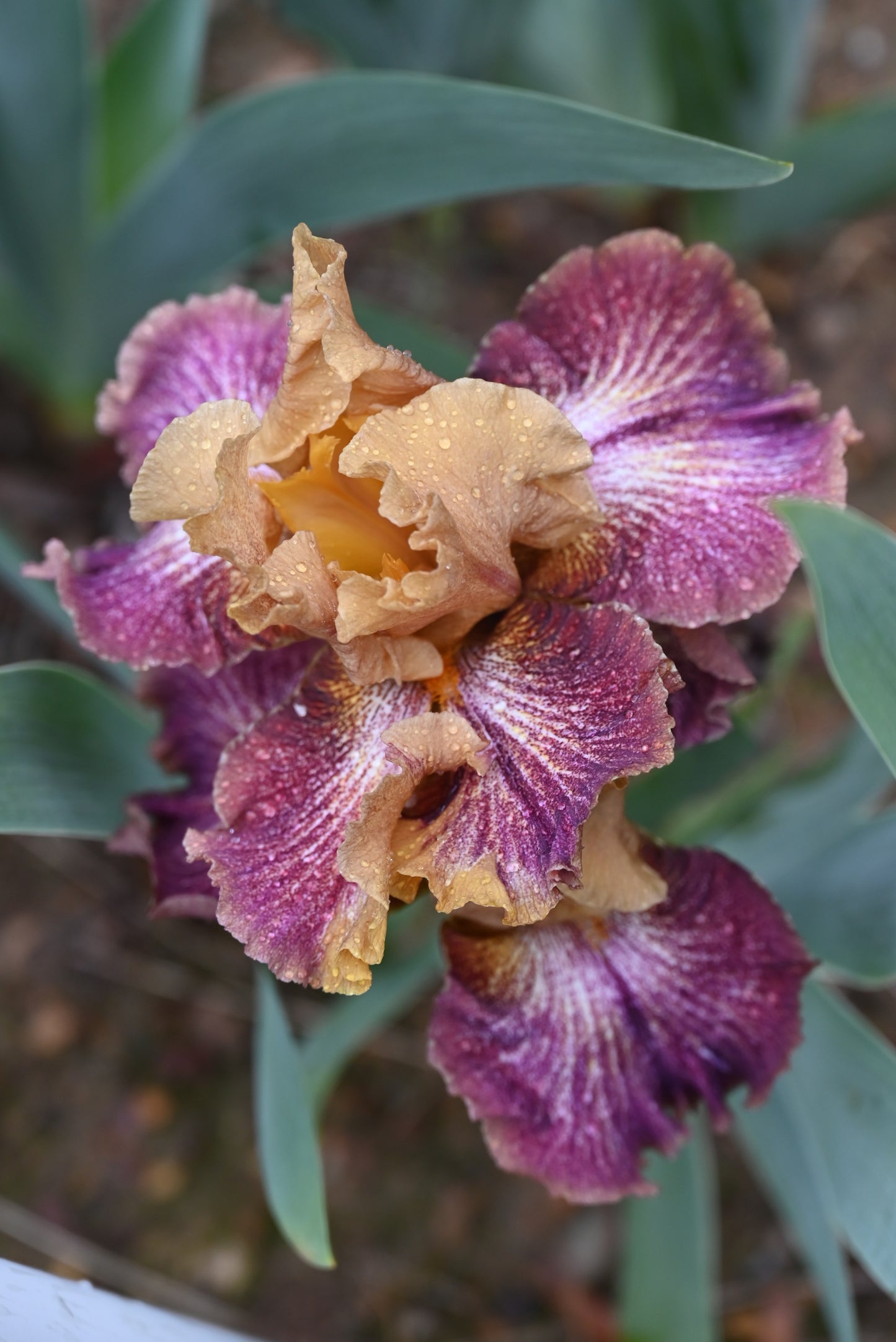 The flower Magic Palette - Tall Bearded Iris (TB)