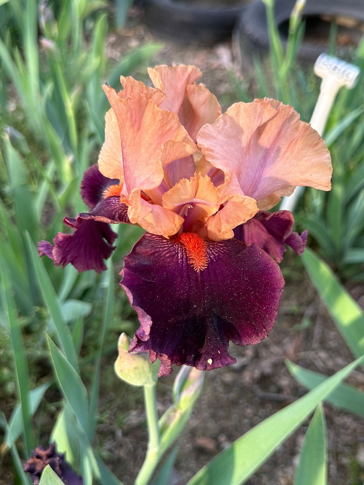 The flower Naples - Tall Bearded Iris (TB)