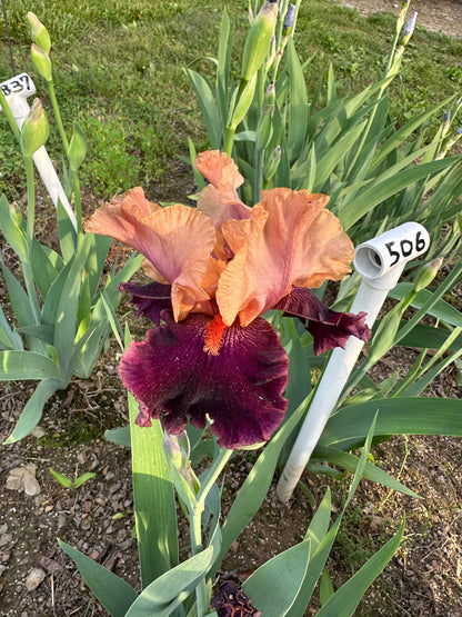 The flower Naples - Tall Bearded Iris (TB)