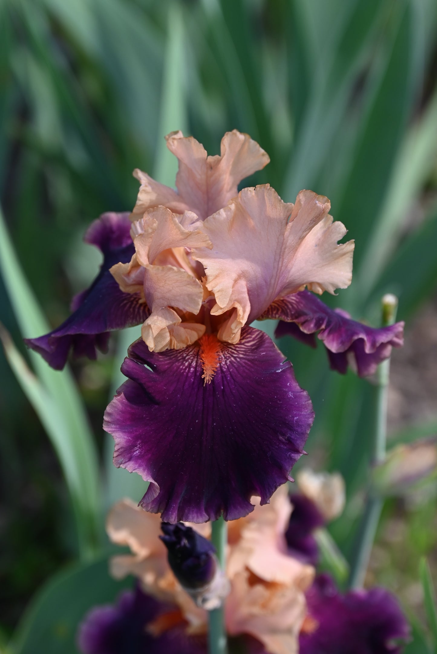 The flower Naples - Tall Bearded Iris (TB)