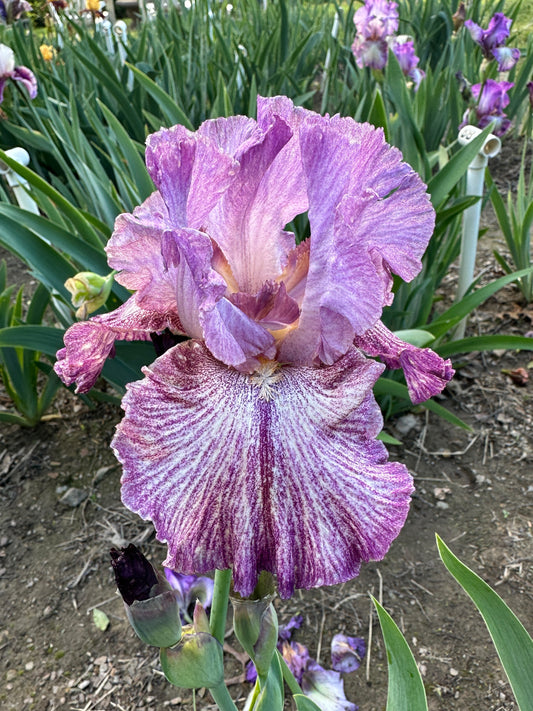 The flower Skipalong - Tall Bearded Iris (TB)