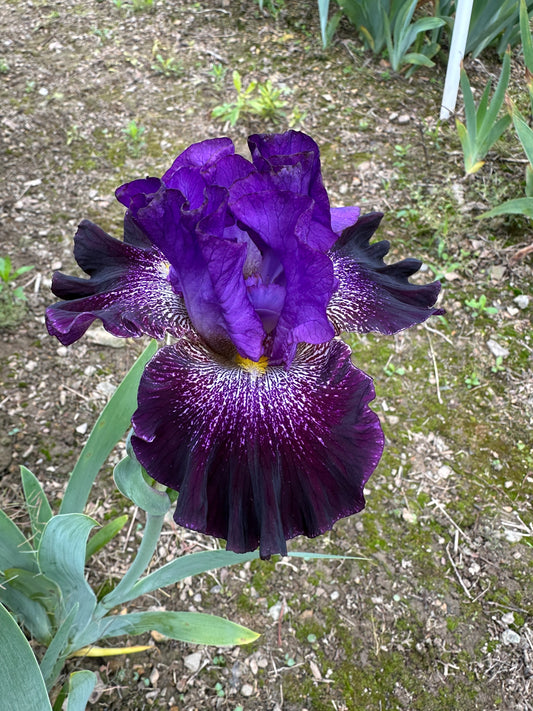 The flower Smokin - Tall Bearded Iris (TB)