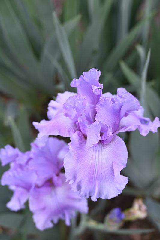 The flower Orchid Dove - Tall Bearded Iris (TB)