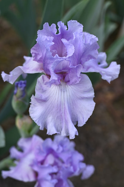 The flower Orchid Dove - Tall Bearded Iris (TB)