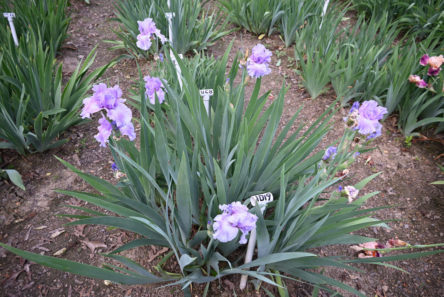 The flower Orchid Dove - Tall Bearded Iris (TB)