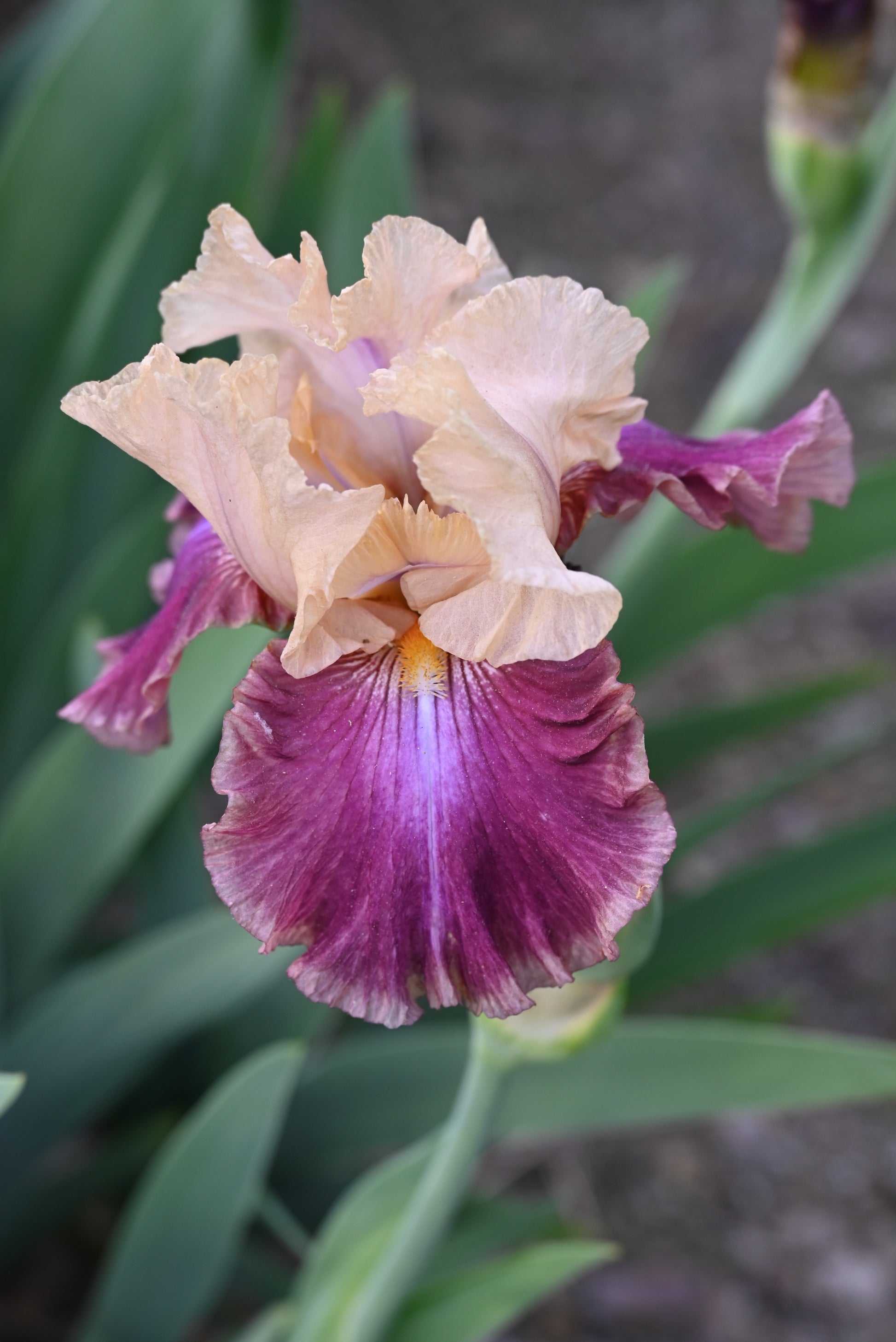 The flower Twice Told - Tall Bearded Iris (TB)