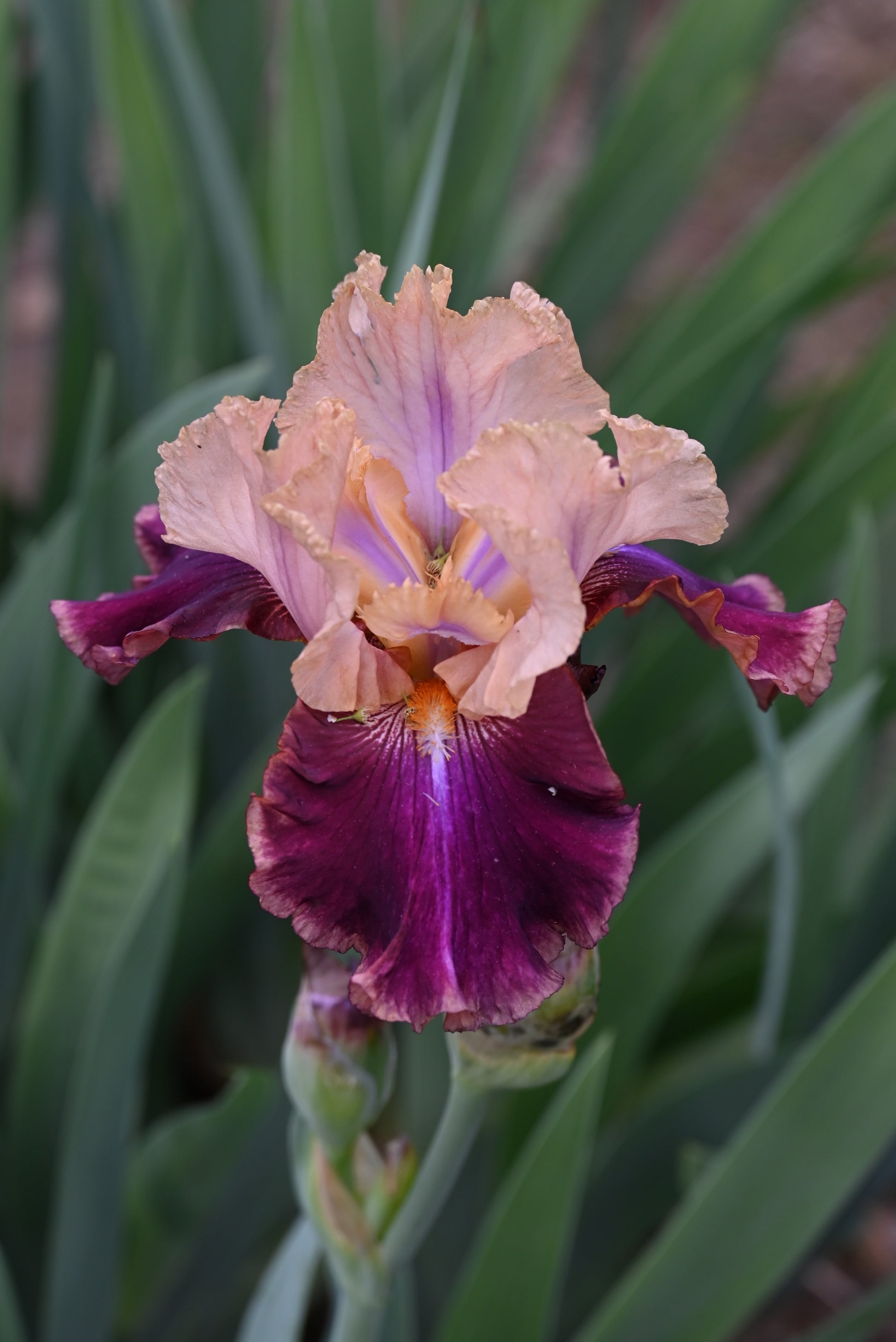 The flower Twice Told - Tall Bearded Iris (TB)