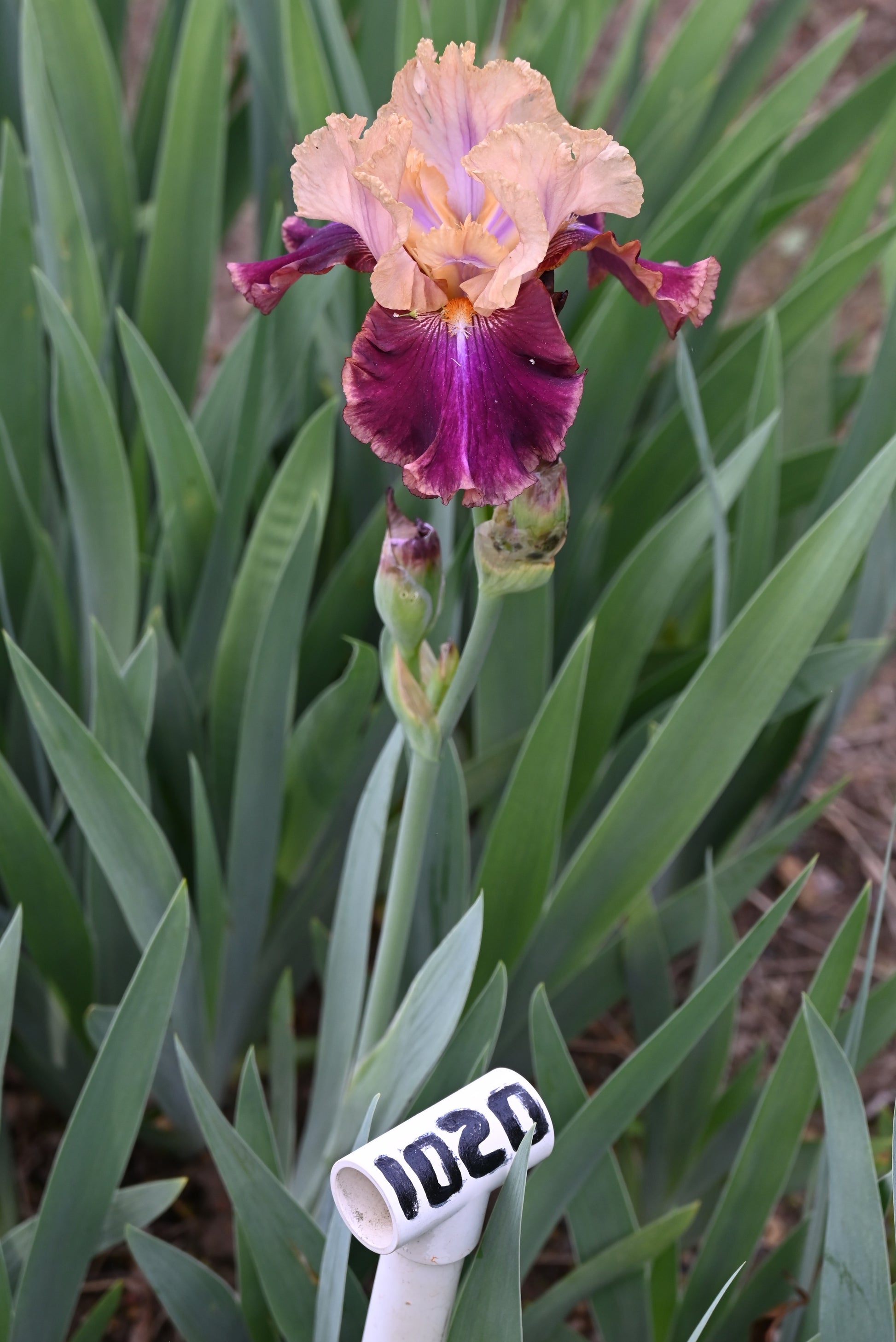 The flower Twice Told - Tall Bearded Iris (TB)