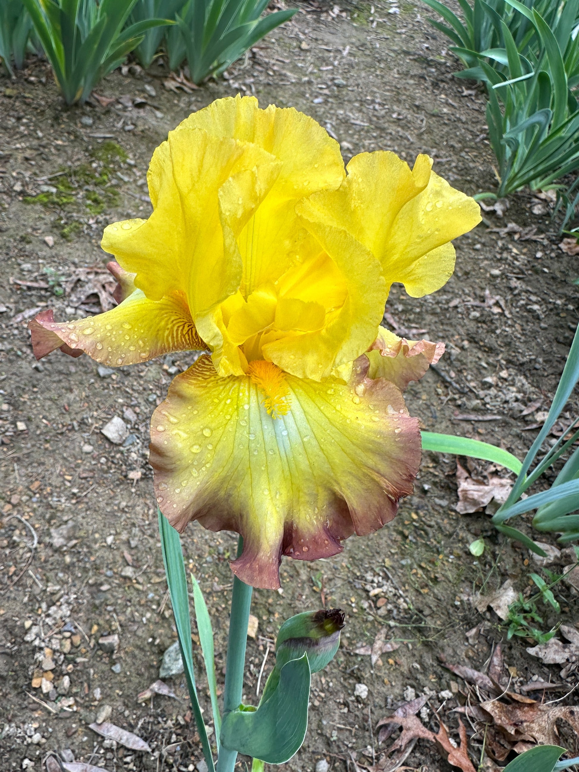 The flower Bold Vision - Tall Bearded Iris (TB)