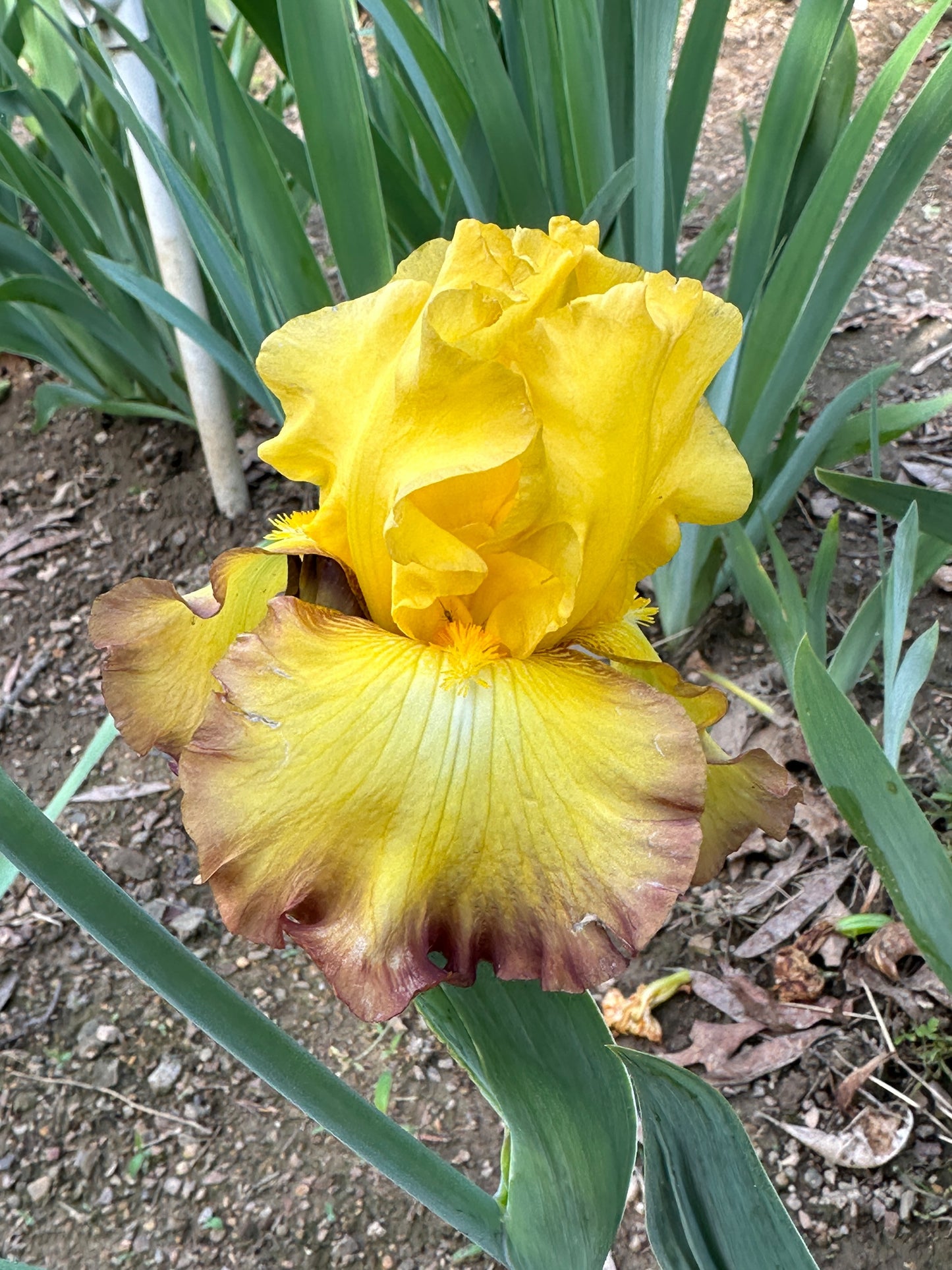 The flower Bold Vision - Tall Bearded Iris (TB)