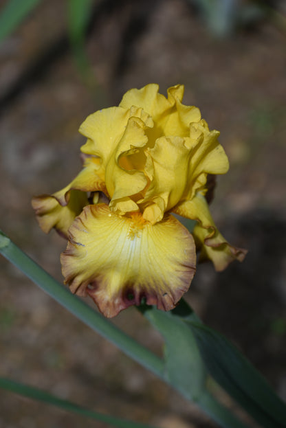 The flower Bold Vision - Tall Bearded Iris (TB)