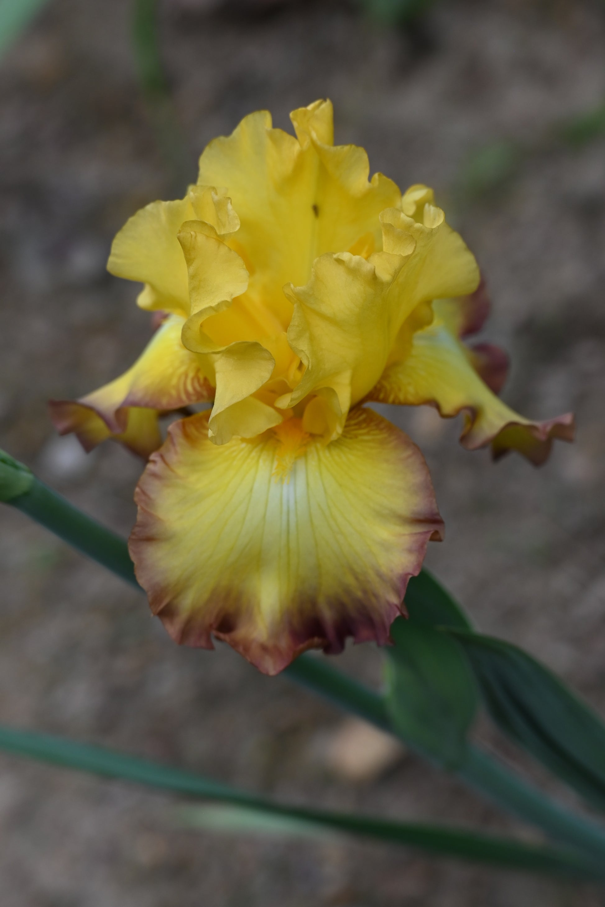 The flower Bold Vision - Tall Bearded Iris (TB)