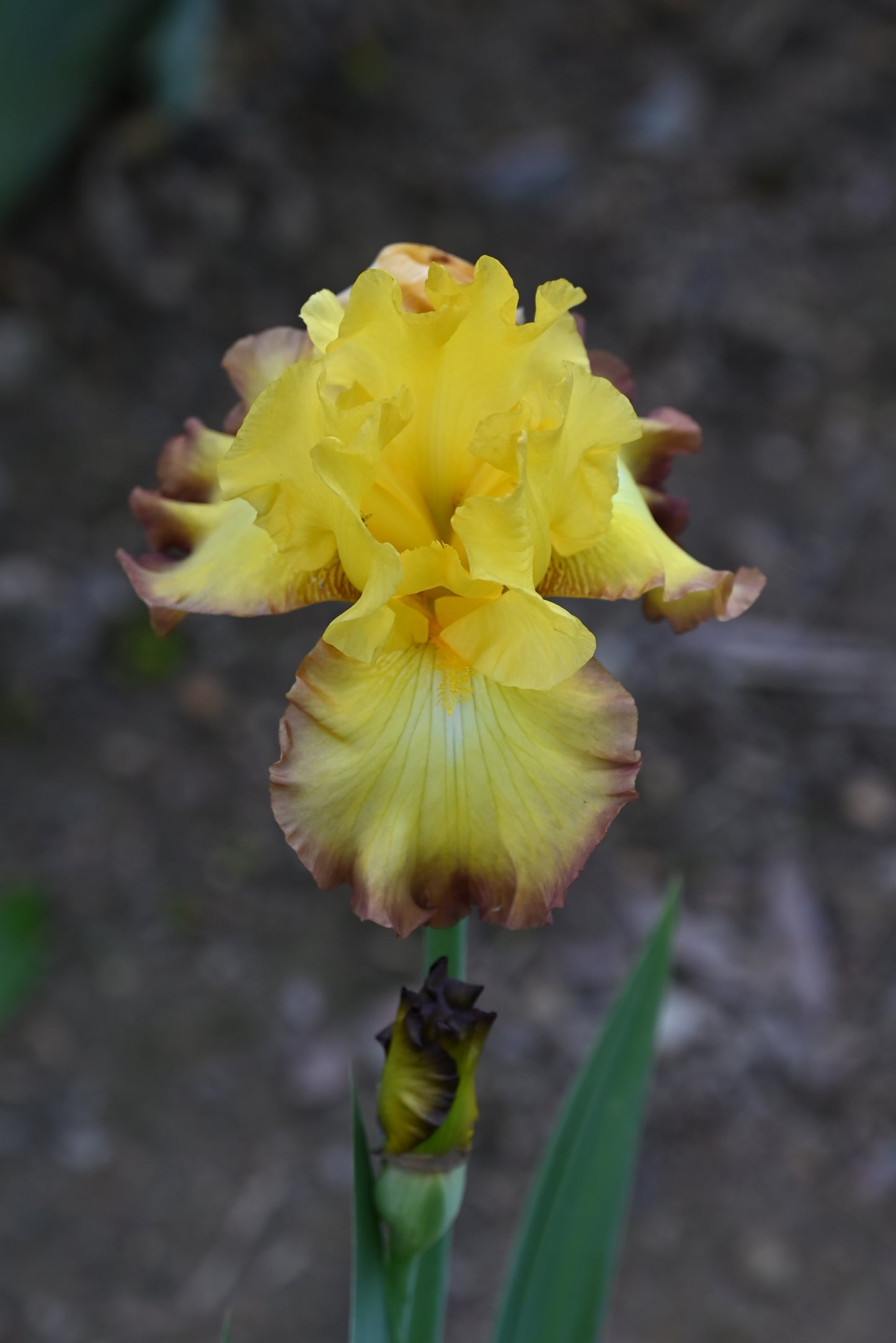 The flower Bold Vision - Tall Bearded Iris (TB)