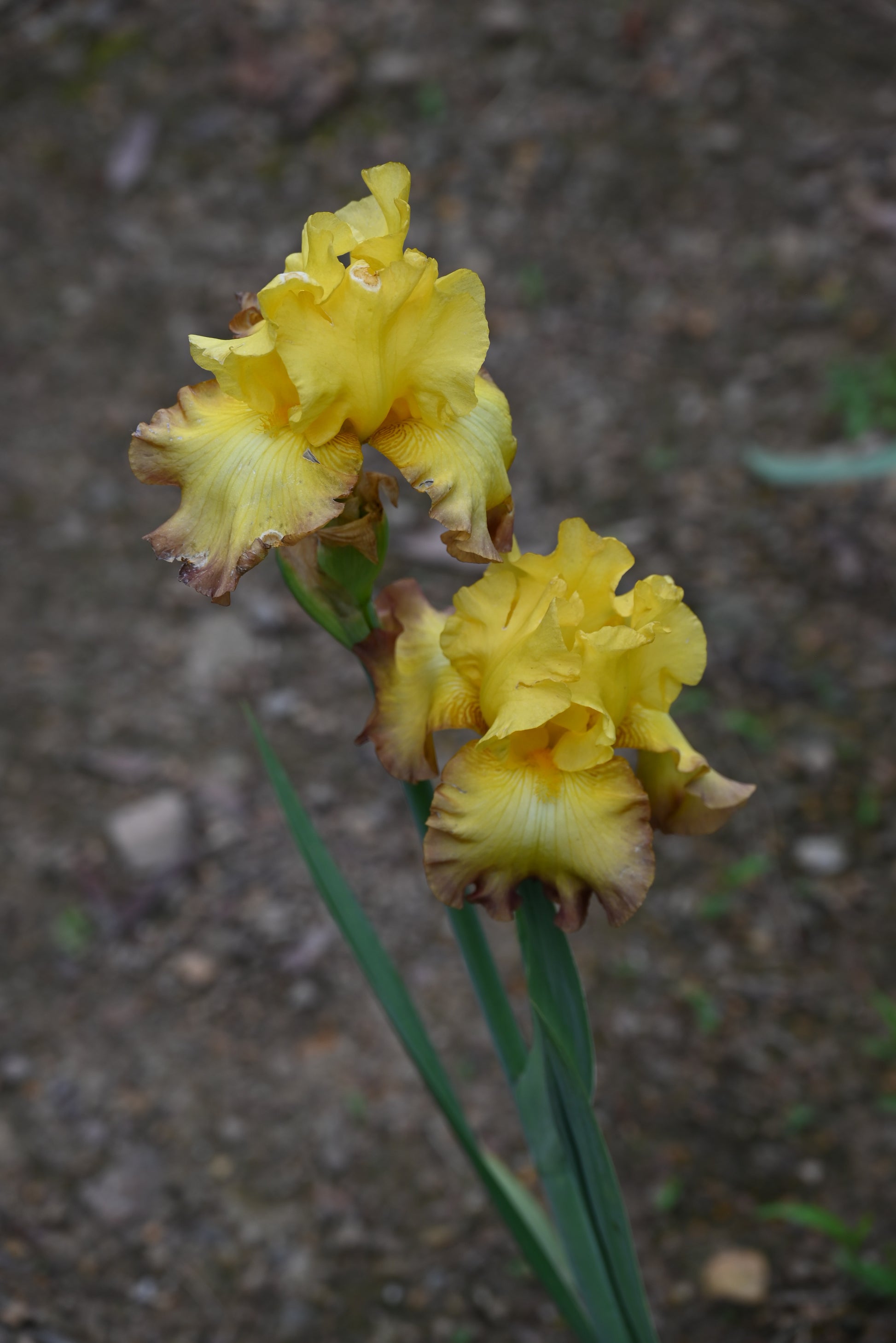 The flower Bold Vision - Tall Bearded Iris (TB)