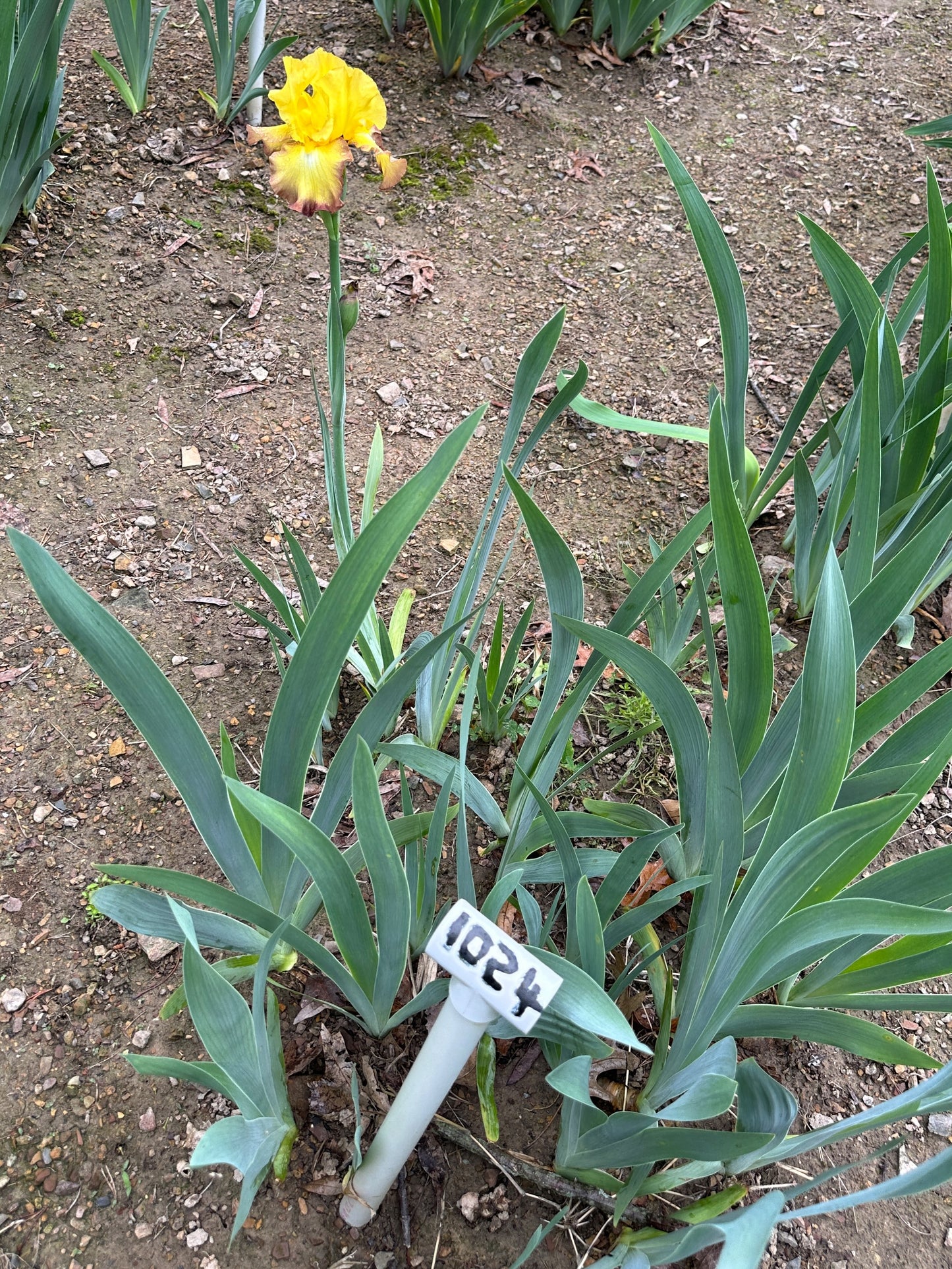 The flower Bold Vision - Tall Bearded Iris (TB)