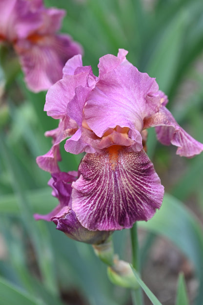 The flower Changing Winds - Tall Bearded Iris (TB)