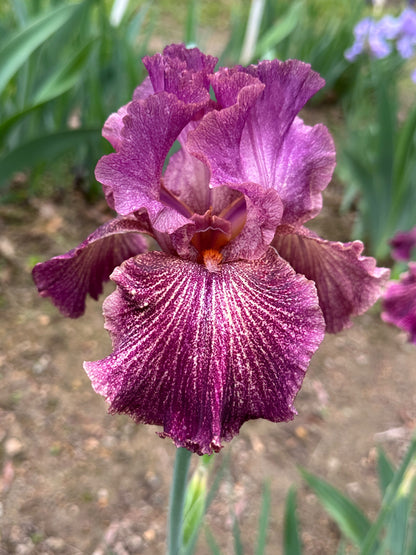 The flower Changing Winds - Tall Bearded Iris (TB)