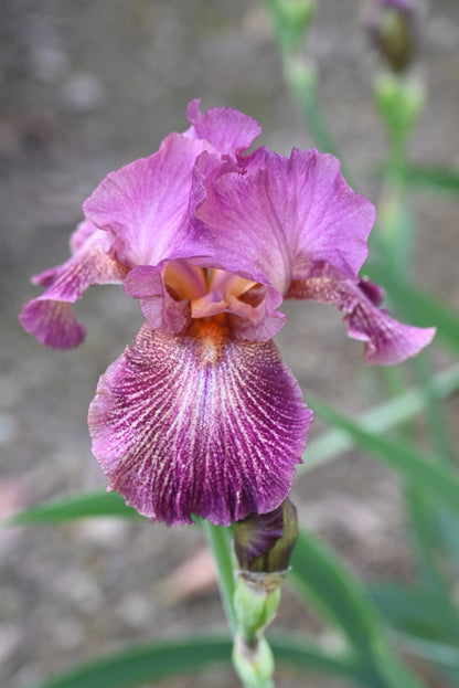 The flower Changing Winds - Tall Bearded Iris (TB)