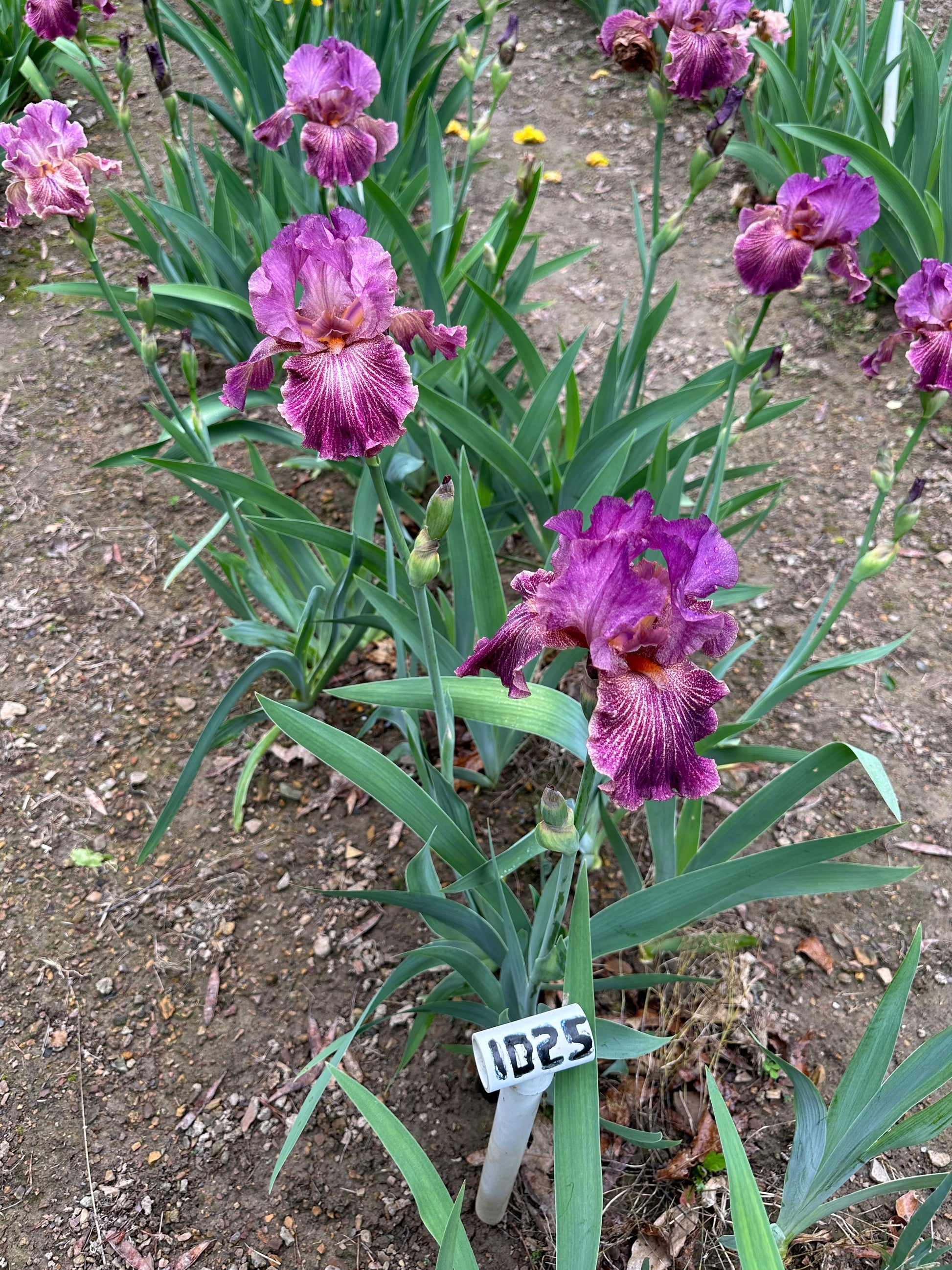 The flower Changing Winds - Tall Bearded Iris (TB)