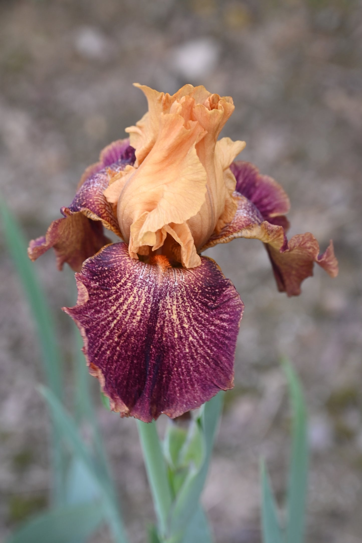 The flower Fool Number One - Tall Bearded Iris (TB)