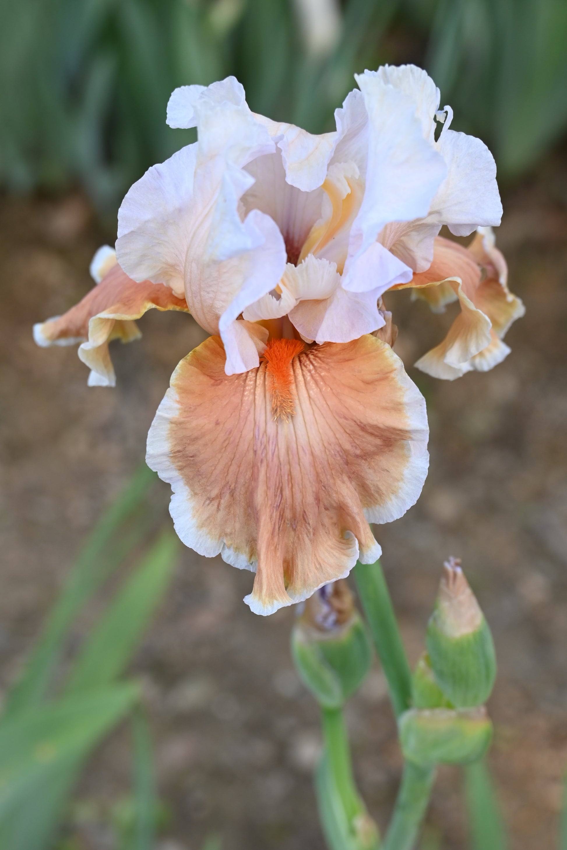 The flower Magharee - Tall Bearded Iris (TB)