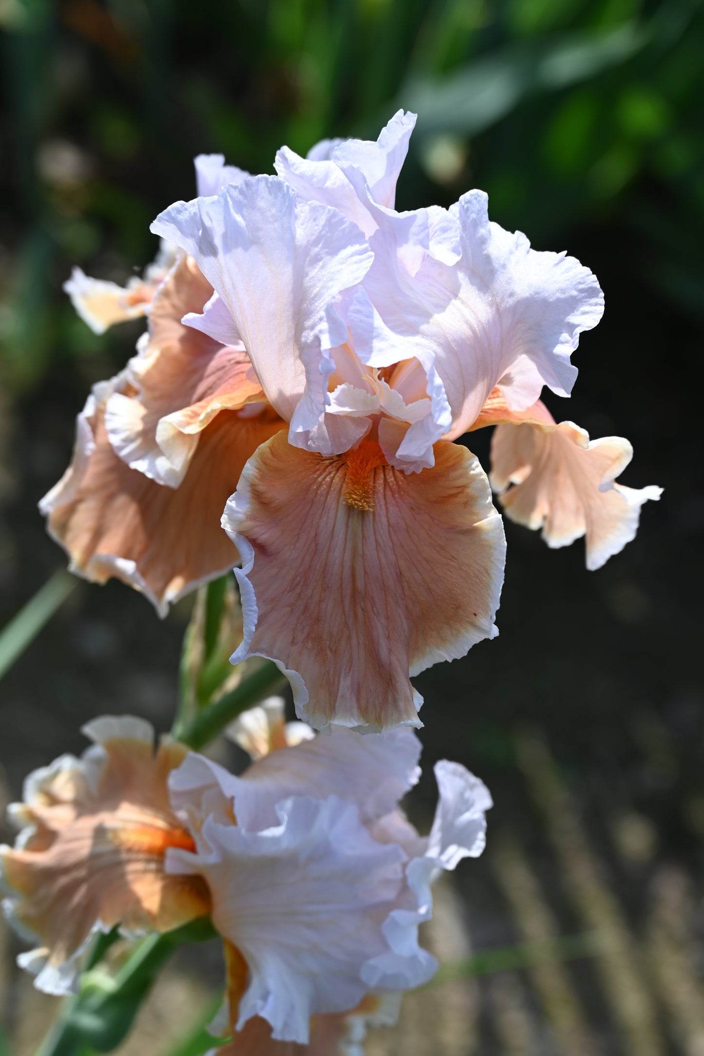 The flower Magharee - Tall Bearded Iris (TB)