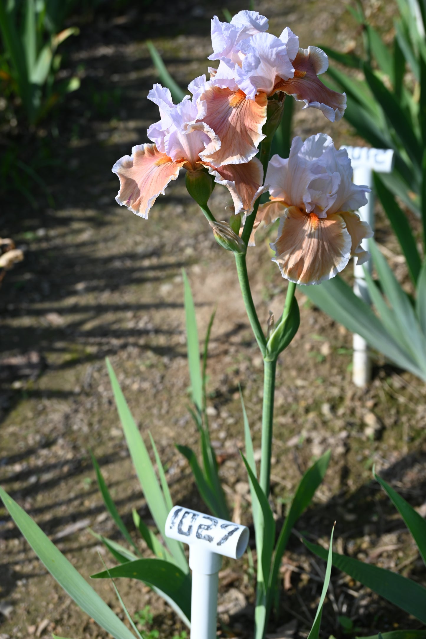 The flower Magharee - Tall Bearded Iris (TB)