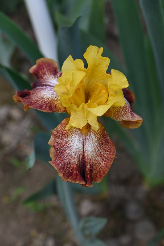 The flower Oh Babe - Tall Bearded Iris (TB)