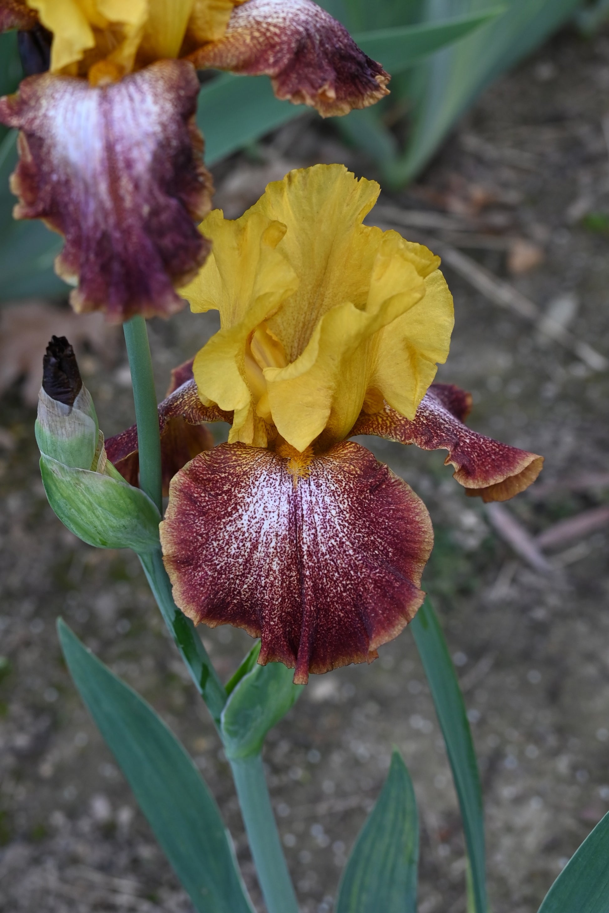 The flower Oh Babe - Tall Bearded Iris (TB)