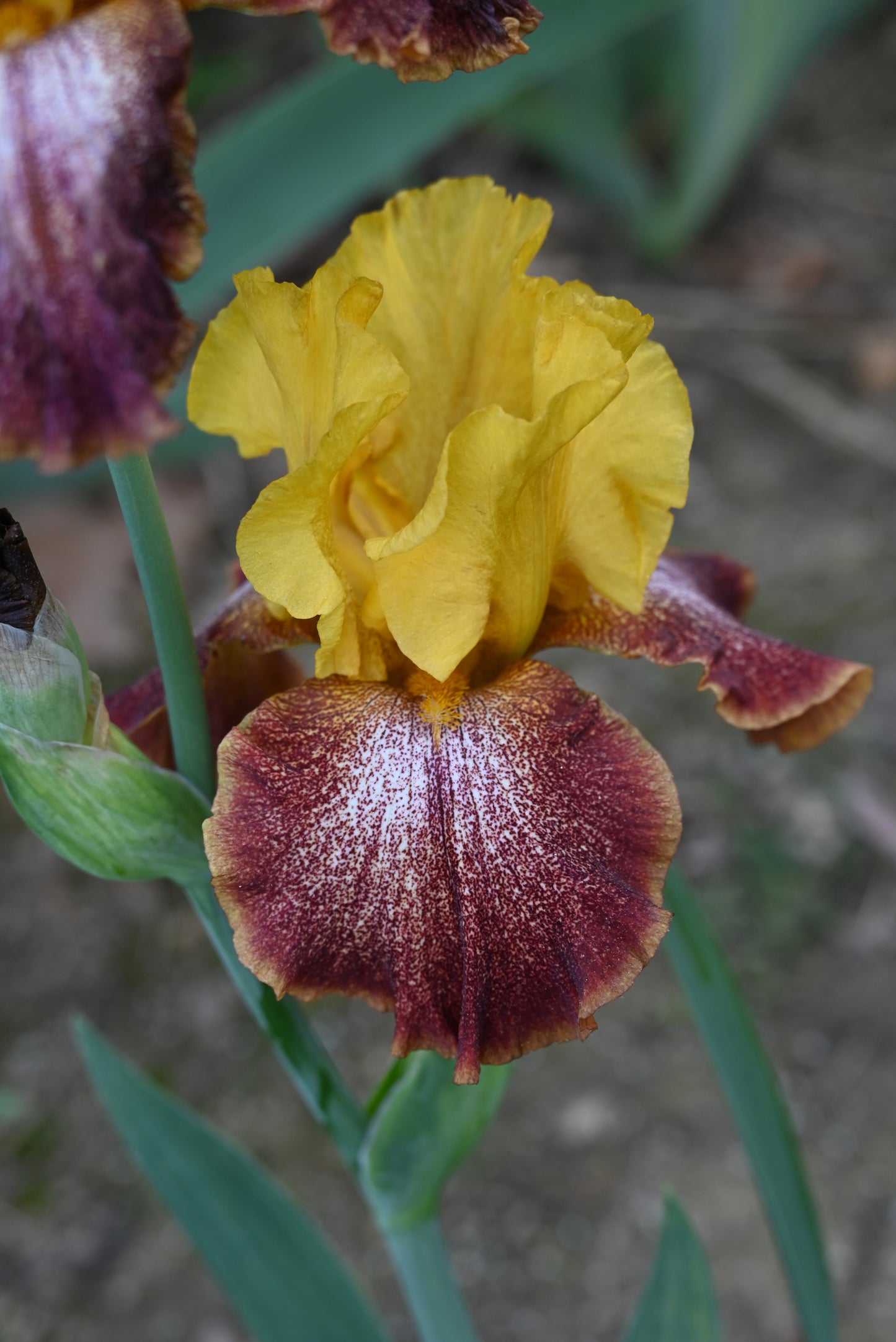 The flower Oh Babe - Tall Bearded Iris (TB)