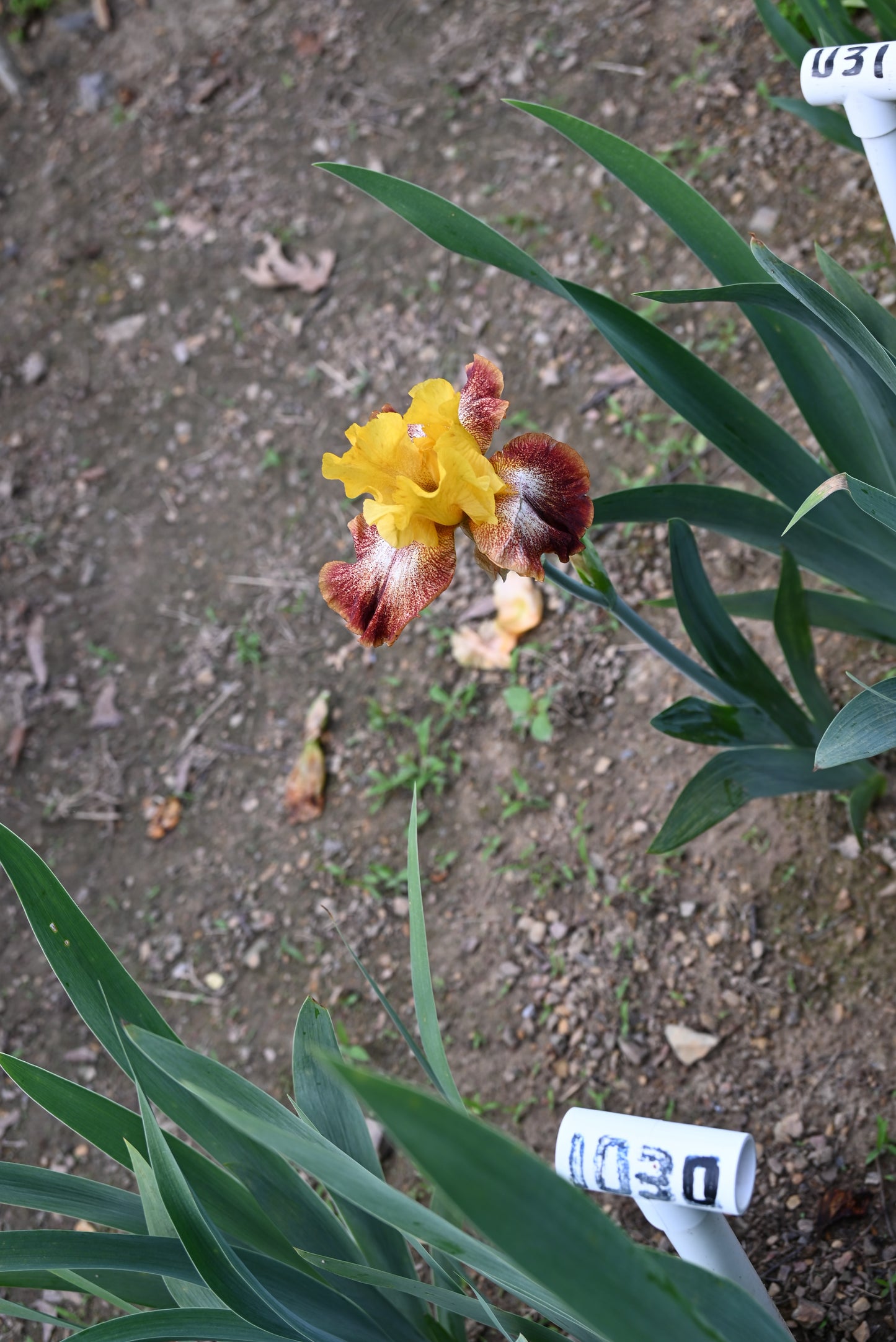 The flower Oh Babe - Tall Bearded Iris (TB)