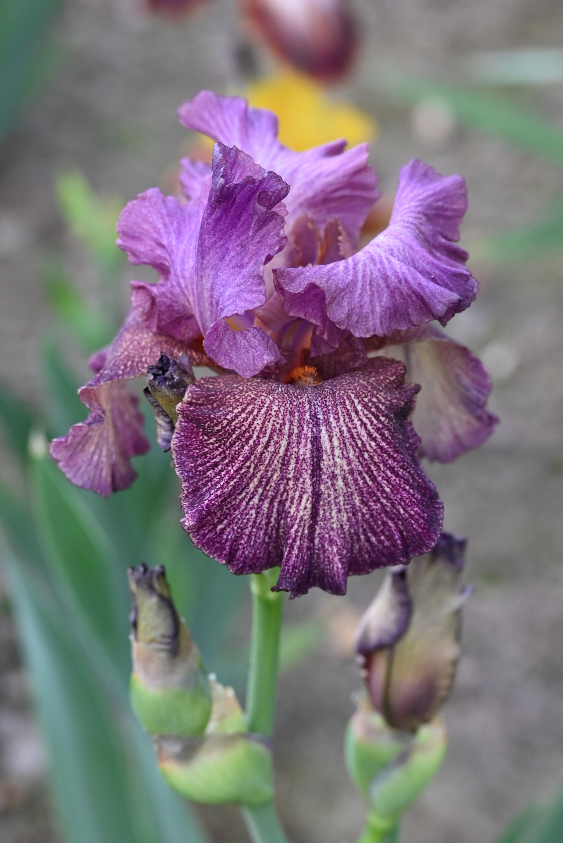 The flower Southwest Tattooed Lady - Tall Bearded Iris (TB)