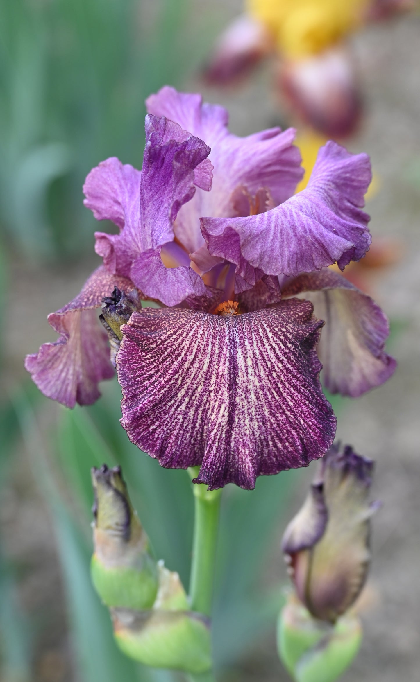 The flower Southwest Tattooed Lady - Tall Bearded Iris (TB)