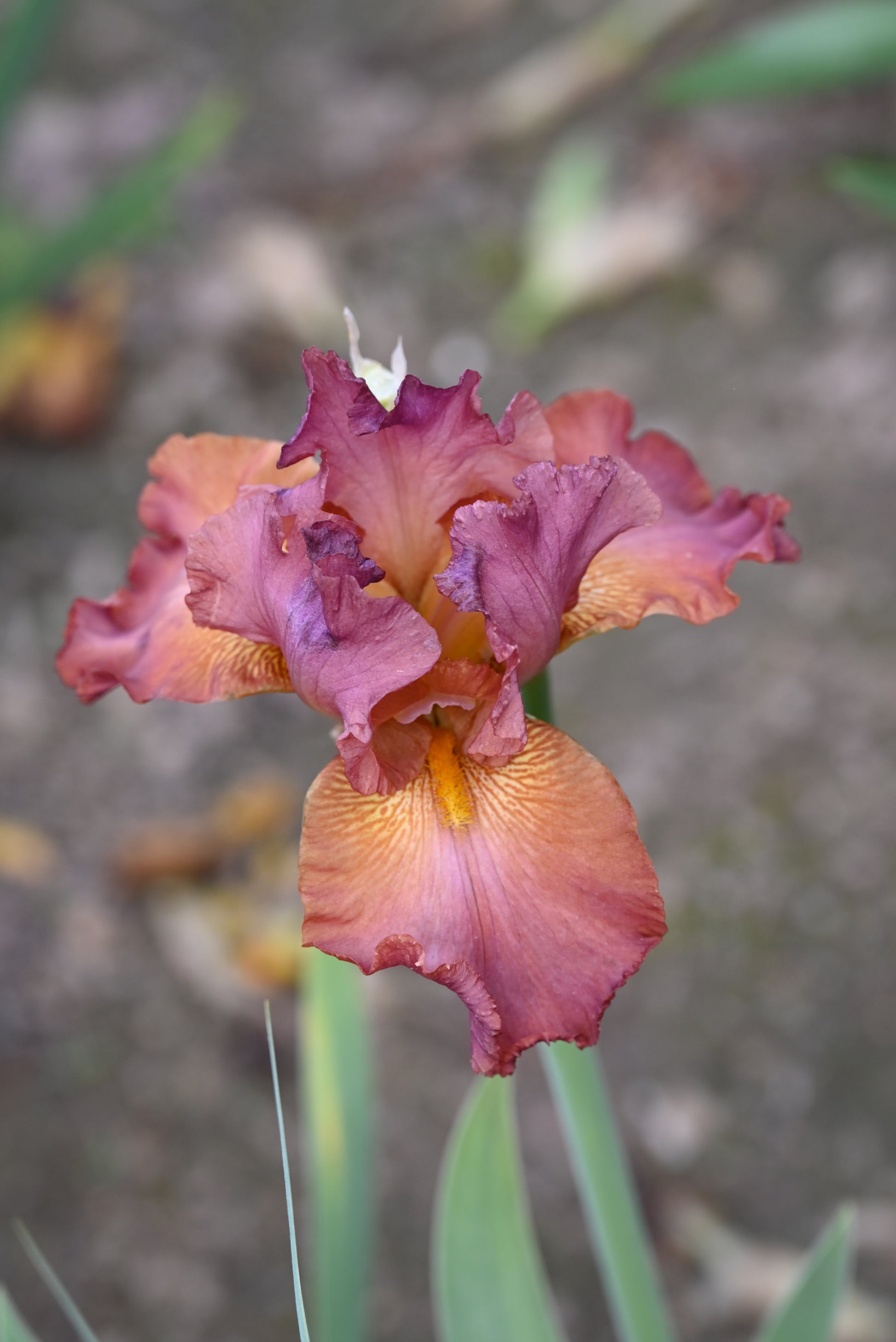 The flower Oasis Red - Tall Bearded Iris (TB)