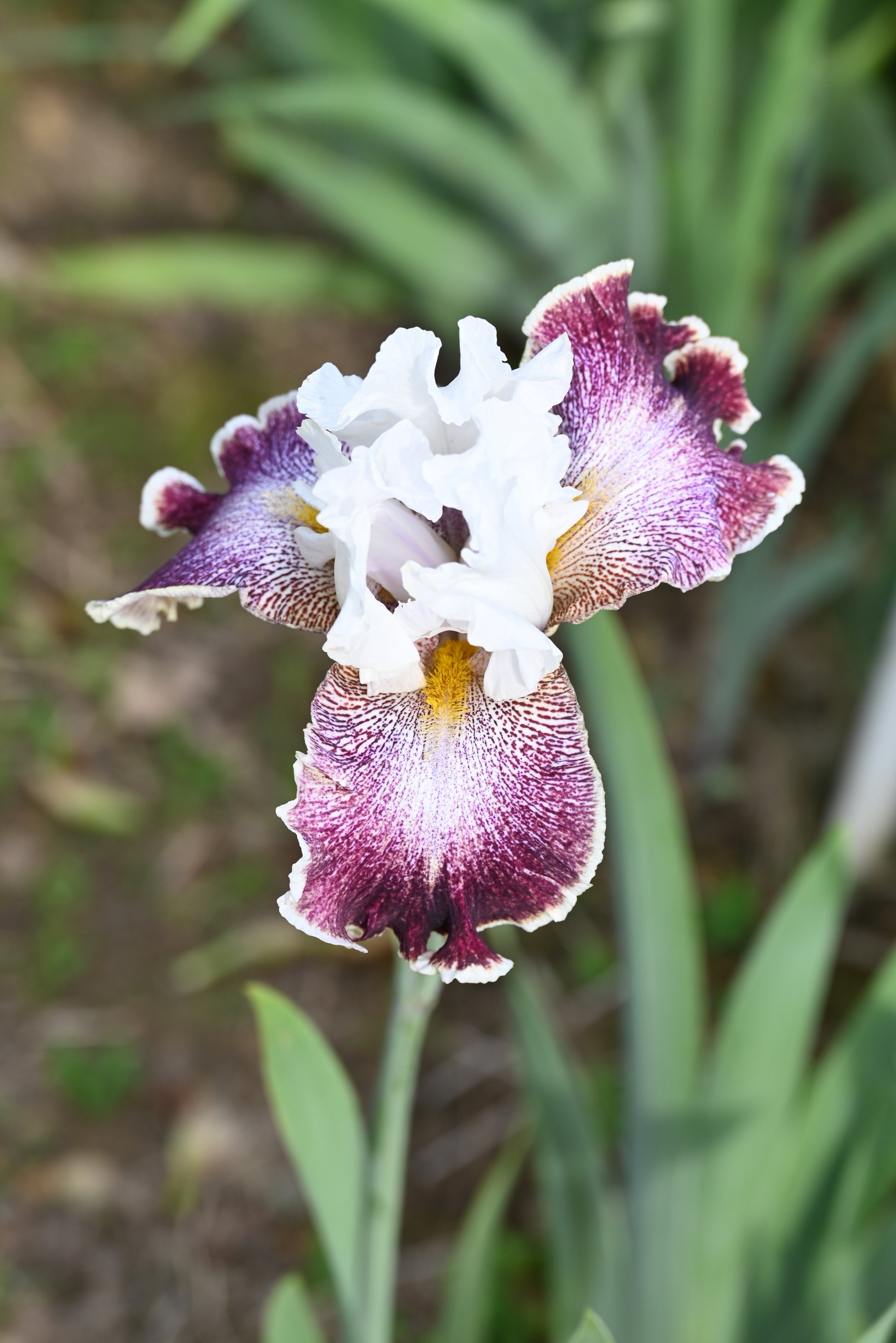 The flower Looky Loo - Tall Bearded Iris (TB)