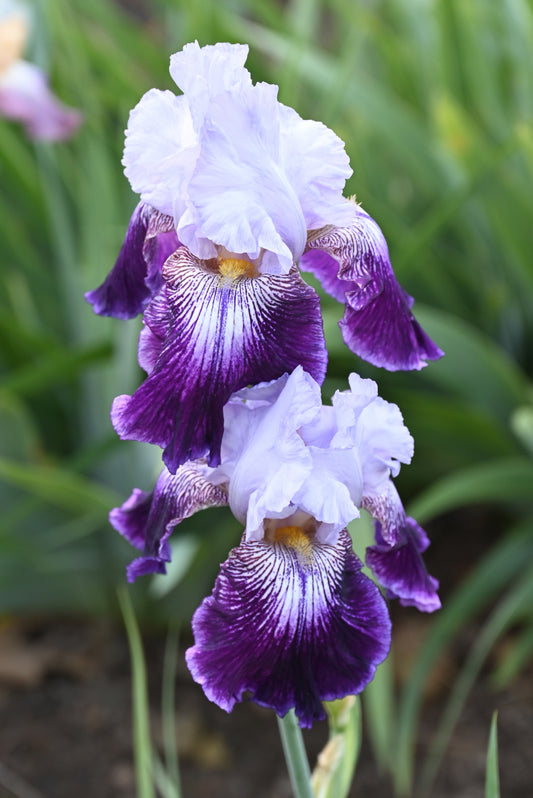 The flower Total Obsession - Tall Bearded Iris (TB)