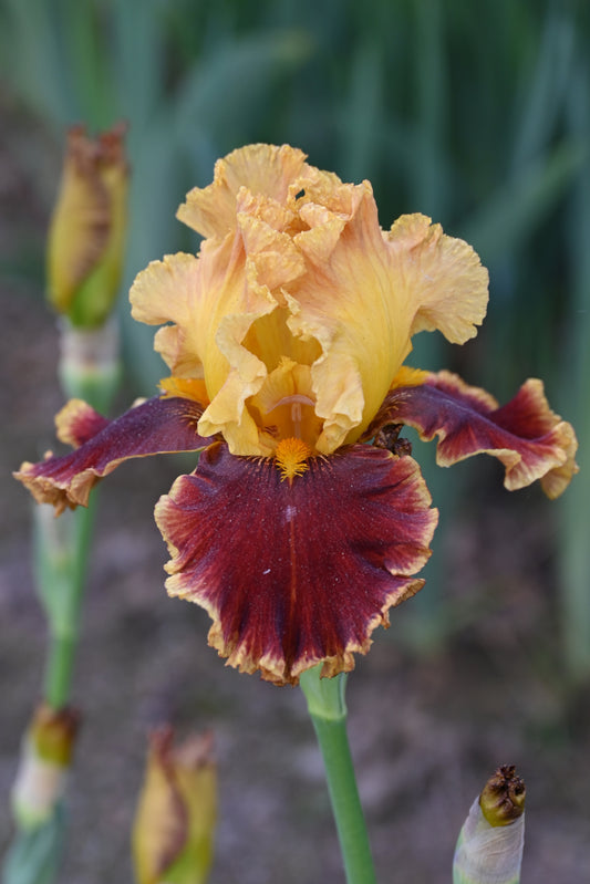 The flower Stop the Traffic - Tall Bearded Iris (TB)