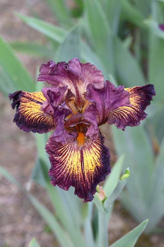 The flower High Octane - Tall Bearded Iris (TB)