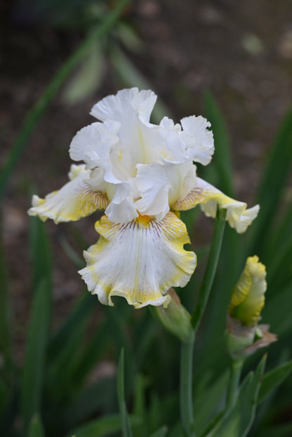 The flower Double Ringer - Tall Bearded Iris (TB)