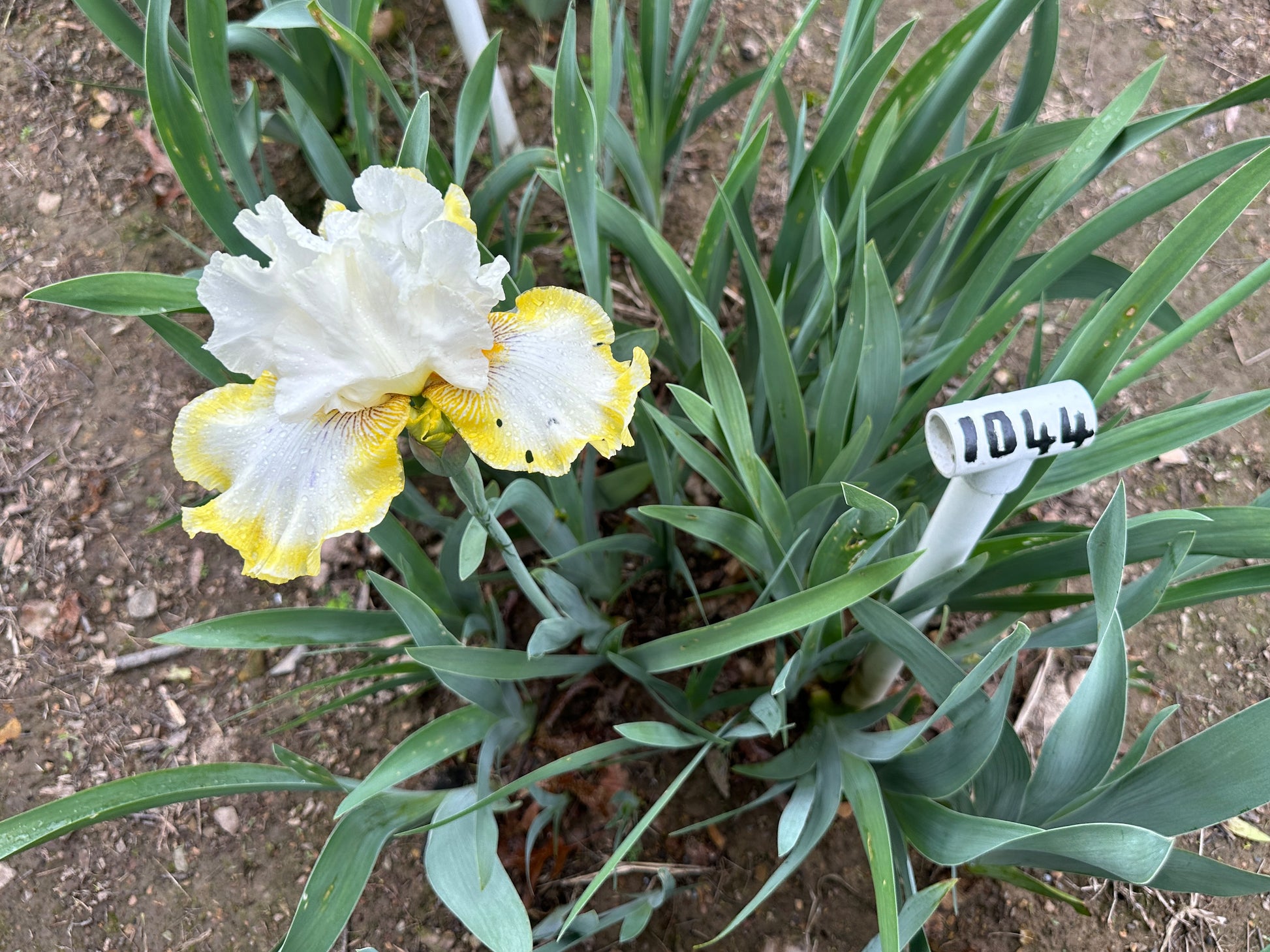 The flower Double Ringer - Tall Bearded Iris (TB)