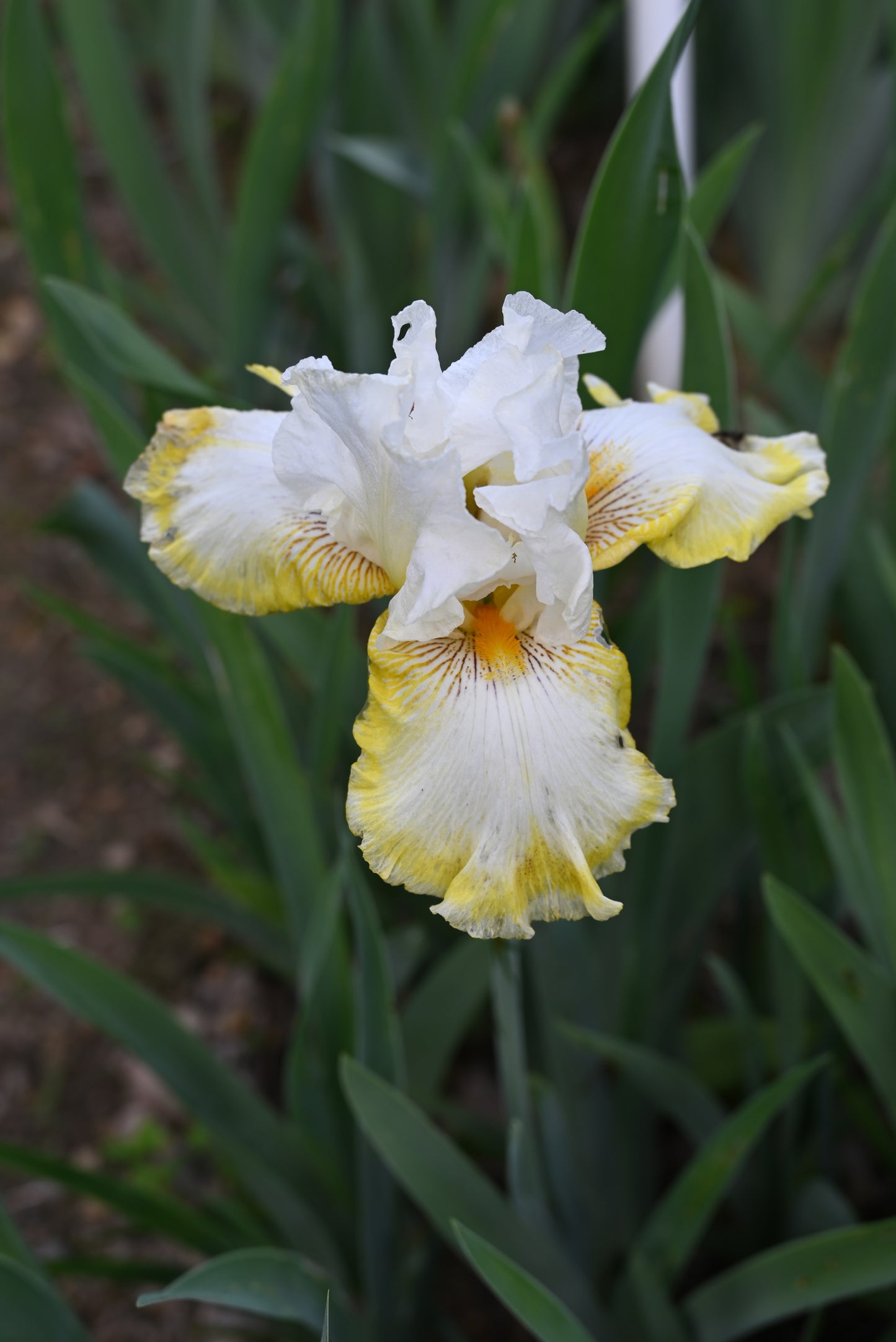 The flower Double Ringer - Tall Bearded Iris (TB)