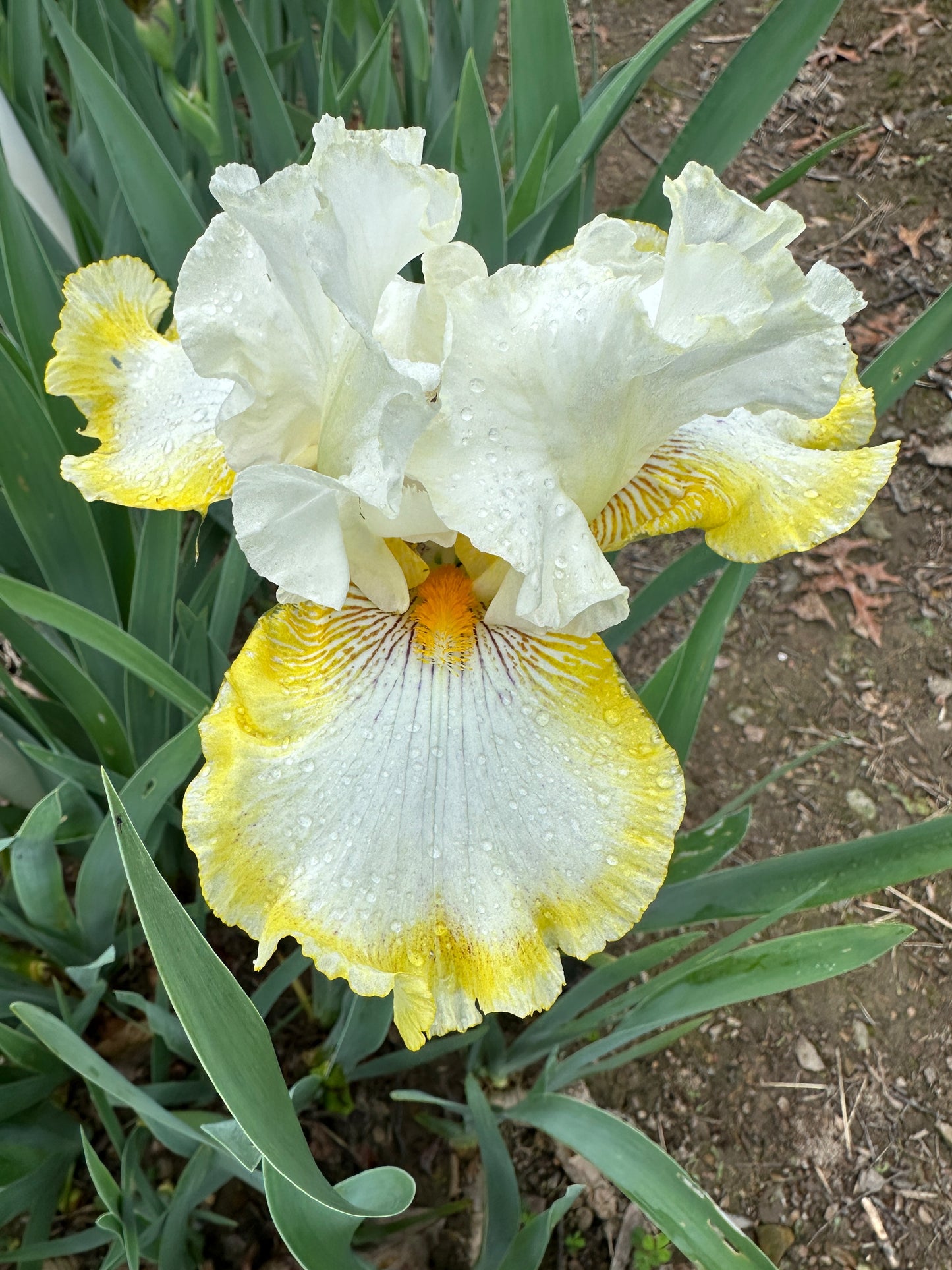 The flower Double Ringer - Tall Bearded Iris (TB)