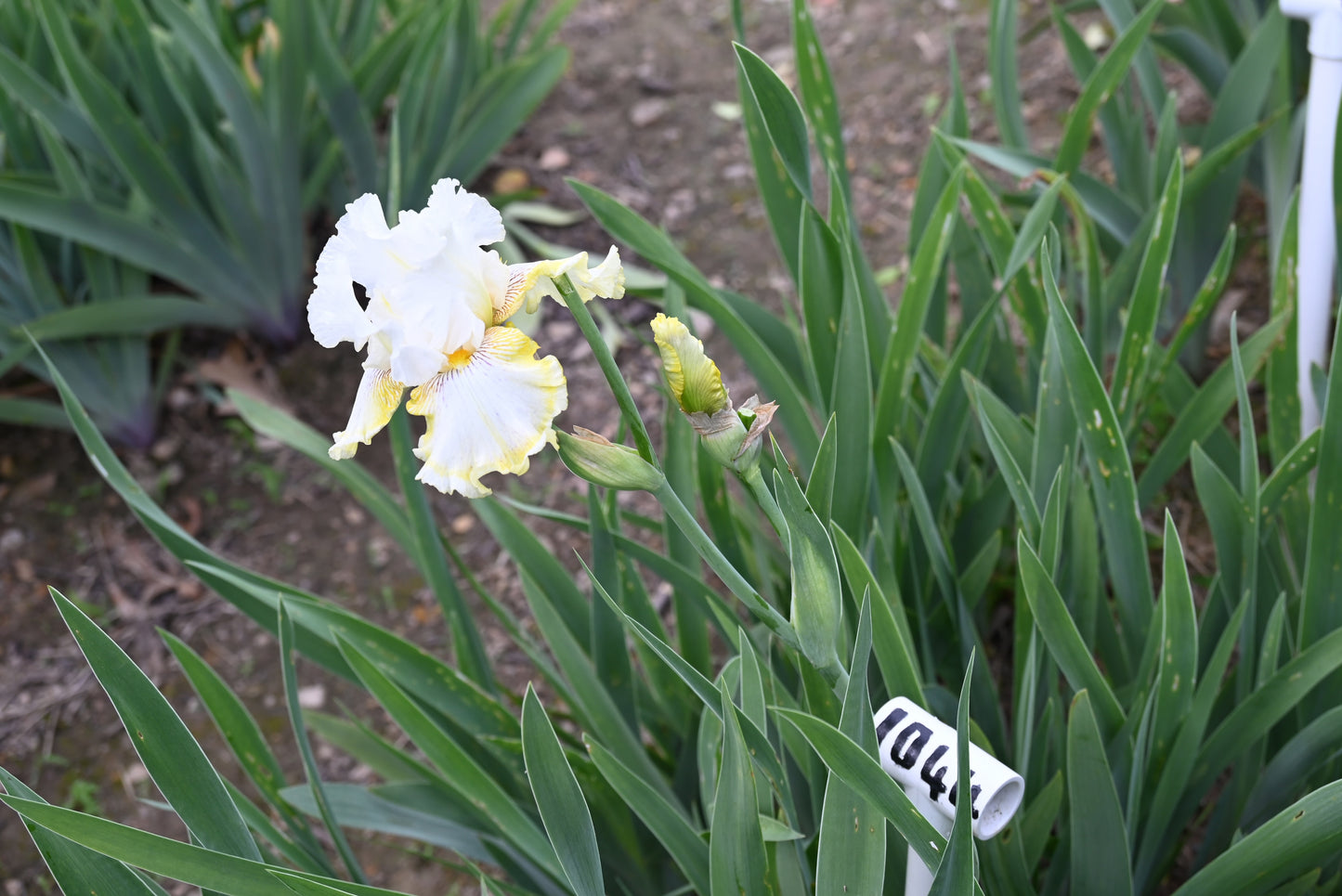 The flower Double Ringer - Tall Bearded Iris (TB)