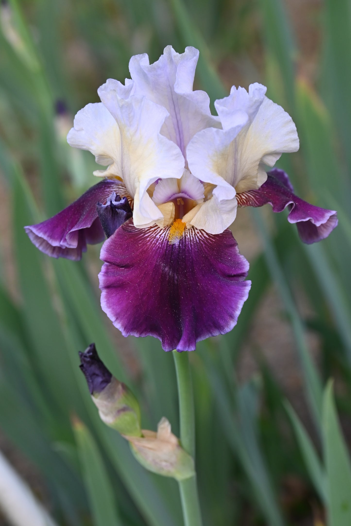 The flower Fashion Passion - Tall Bearded Iris (TB)