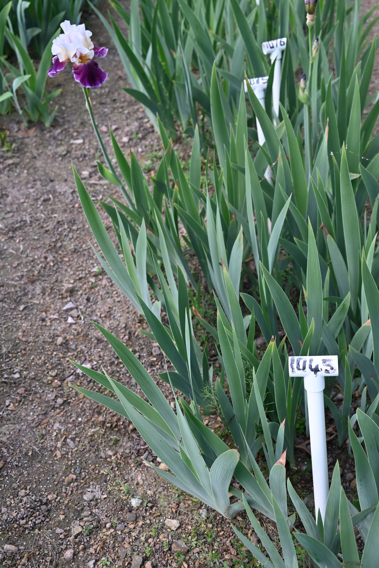 The flower Fashion Passion - Tall Bearded Iris (TB)